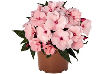 Impatiens Tamarinda Soft Pink Variety Label.jpg